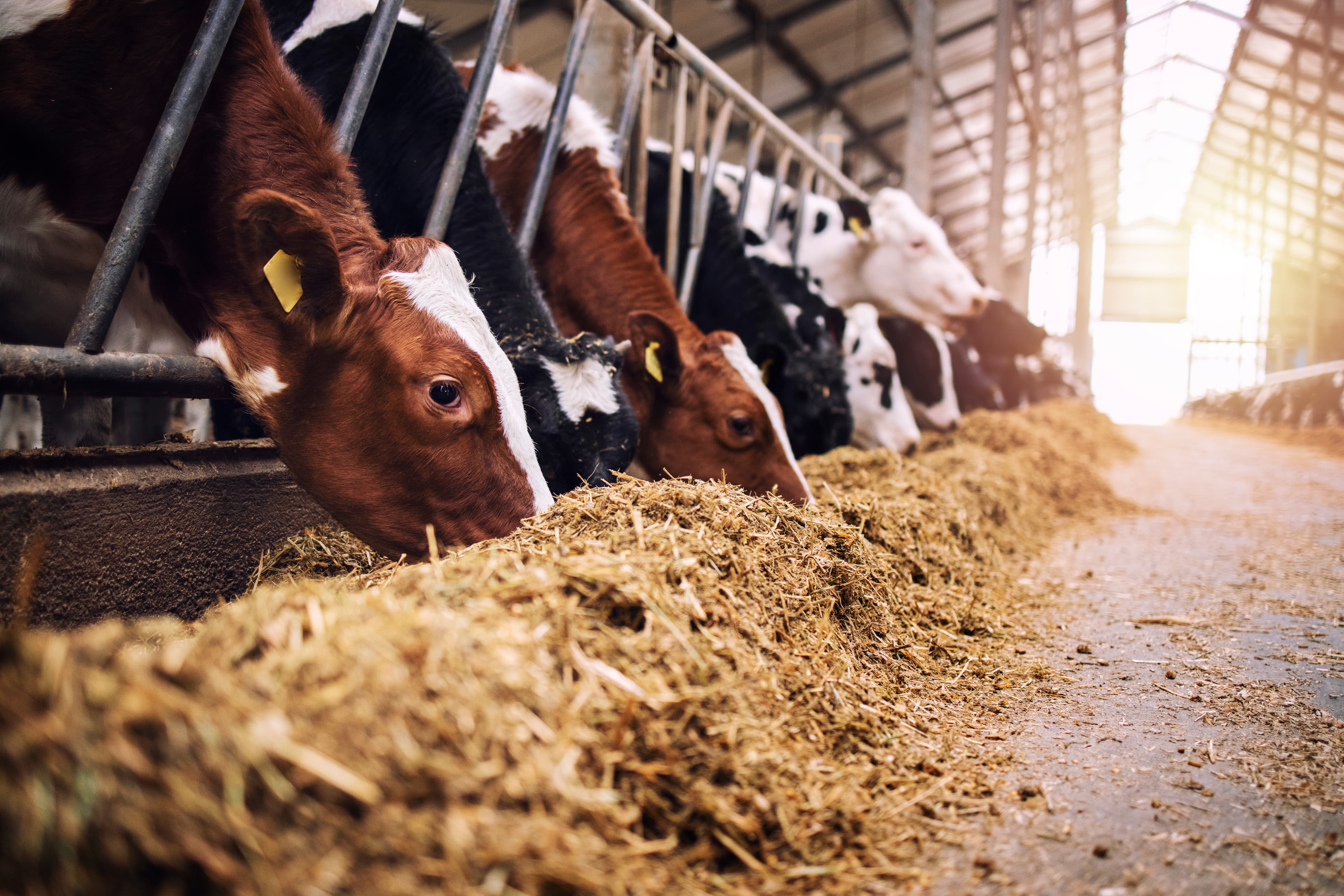 cows